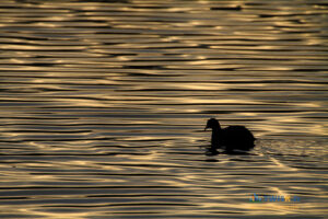 04- Reflets sur un lac et Oiseau Foulcre - ©Gilles Coutelier - Twisk.fr